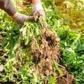 Farmer holds in his hands a bush of young yellow potatoes, harvesting, seasonal work in the field, fresh vegetables, agro-culture Royalty Free Stock Photo