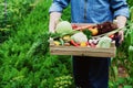 The farmer holds in his hands a wooden box with a crop of vegetables and harvest of organic root on the background of the garden. Royalty Free Stock Photo