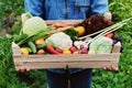 The farmer holds in his hands a wooden box with a crop of vegetables and harvest of organic root on the background of the garden. Royalty Free Stock Photo