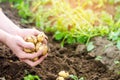 Farmer holds in his hands a young yellow potatoes, harvesting, seasonal work in the field, fresh vegetables, agro-culture, farming Royalty Free Stock Photo