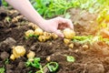 Farmer holds in his hands a young yellow potatoes, harvesting, seasonal work in the field, fresh vegetables, agro-culture, farming Royalty Free Stock Photo