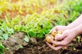 Farmer holds in his hands a young yellow potatoes, harvesting, seasonal work in the field, fresh vegetables, agro-culture, farming Royalty Free Stock Photo