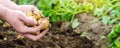 Farmer holds in his hands a young yellow potatoes, harvesting, seasonal work in the field, fresh vegetables, agro-culture, farming Royalty Free Stock Photo