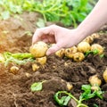 Farmer holds in his hands a young yellow potatoes, harvesting, seasonal work in the field, fresh vegetables, agro-culture, farming Royalty Free Stock Photo