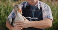 A farmer holds a large goose. Poultry and food from local farmers