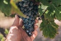 Farmer holds a large, heavy bunch of grapes in the vineyards of Provence