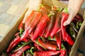 The farmer holds a red hot pepper in his hands. Harvest organic crop vegetables. Autumn harvesting concept. Selective focus