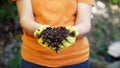 A farmer holds red wiggler worms in his hand Royalty Free Stock Photo