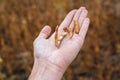 Farmer holds ripe soybeans in his hand. Harvest time