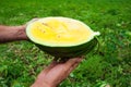 Farmer holds a ripe watermelon with yellow pulp Royalty Free Stock Photo