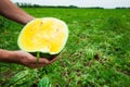 Farmer holds a ripe watermelon with yellow pulp Royalty Free Stock Photo