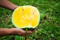 Farmer holds a ripe watermelon with yellow pulp Royalty Free Stock Photo