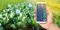 Farmer holds a smartphone on a background of a field with a cabbage plantations. Agricultural startup. Automation and crop quality