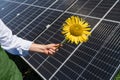 Farmer holds sunflower on a background of solar panel Royalty Free Stock Photo