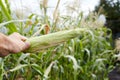 A farmer holds an unopened ear of corn against the background of a field Royalty Free Stock Photo