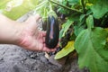 The farmer holds an unpicked eggplant in his hand. Agriculture, farm. Growing fresh organic vegetables on the farm. Food Royalty Free Stock Photo