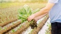 The farmer holds young cabbage seedlings in hand. Growing organic vegetables. Eco-friendly products. Agriculture and farming.