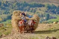 Farmer with horse and carriage hay in Romania Royalty Free Stock Photo