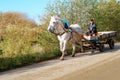 A farmer on a horse cart, a beautiful white horse with a cart on the road Royalty Free Stock Photo