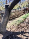 Farmer and horse plow the farmer field, plowing the garden with large trees. spring time plowing the field