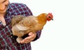 The farmer hugs a chicken. pleasant man is hugging a cock. close up on white background.