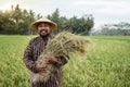 Farmer with indonesian traditional cloth holding rice grain Royalty Free Stock Photo