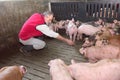 Farmer inside a pig farm, petting the pigs Royalty Free Stock Photo