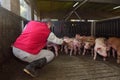 Farmer inside a pig farm, petting the pigs