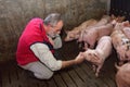 Farmer inside a pig farm, petting the pigs