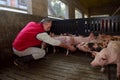 Farmer inside a pig farm, petting the pigs Royalty Free Stock Photo