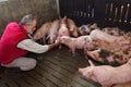 Farmer inside a pig farm, petting the pigs Royalty Free Stock Photo