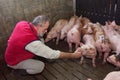 Farmer inside a pig farm, petting the pigs Royalty Free Stock Photo