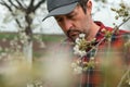 Farmer inspecting blooming cherry fruit tree branches Royalty Free Stock Photo