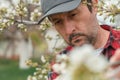 Farmer inspecting blooming cherry fruit tree branches in orchard Royalty Free Stock Photo