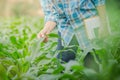Farmer inspecting corn in agriculture garden. Royalty Free Stock Photo
