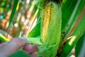 Farmer inspecting corn cobs and silk to be sure if it is ready for picking or harvest. Hand male opening corn husks on stalk. Royalty Free Stock Photo