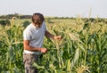 Farmer inspecting corn crop at field of organic eco farm