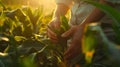 The farmer inspecting corn. AI generated Royalty Free Stock Photo