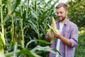 Farmer inspecting corn field and looking away