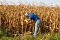 Farmer Inspecting Corn FIeld