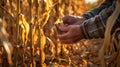 The farmer inspecting corn. AI generated Royalty Free Stock Photo
