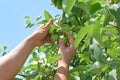 Farmer inspecting growing apples from diseases