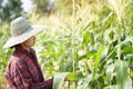 Farmer inspecting at her corn field summer sunny day Royalty Free Stock Photo