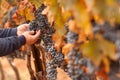 Farmer Inspecting His Ripe Wine Grapes