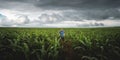 A farmer inspects corn cobs in his agricultural field on a cloudy day Royalty Free Stock Photo