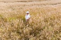 A farmer inspects a field with growing wheat, checks the quality of the grain. Royalty Free Stock Photo