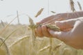 A farmer inspects a field with growing wheat, checks the quality of the grain. Royalty Free Stock Photo