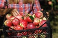 Farmer inspects the fruit after harvest