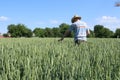 Farmer inspects his wheat field.