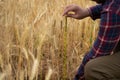 farmer inspects and measures with a ruler the ears of wheat in an agricultural field. Rich harvest concept